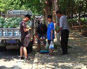 砀山吃瓜群众事件视频最新,一场网络热议的真相揭秘