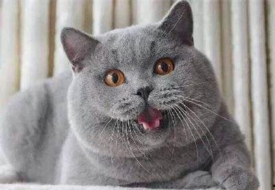 蓝猫吃瓜视频在线观看全集