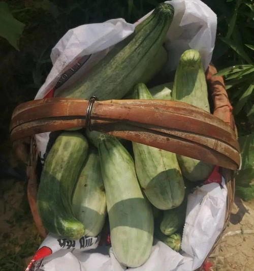 吃瓜视频带货怎么做,轻松吸粉，高效变现