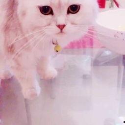 猫咪吃哈密瓜视频