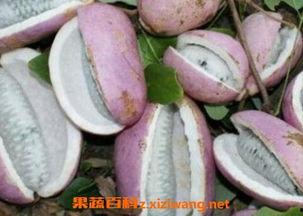 河马吃八月瓜视频大全,八月瓜美食盛宴视频大盘点