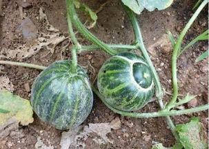 贵妃躺着吃瓜视频,宫廷佳丽悠闲生活瞬间