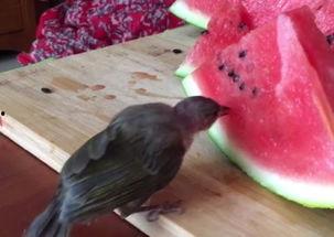 吃瓜小鸟教学视频