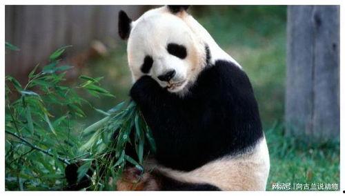 大熊猫吃瓜小视频完整版,萌态可掬的可爱日常